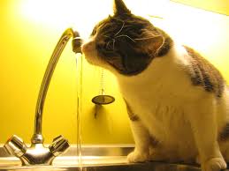Water and cat