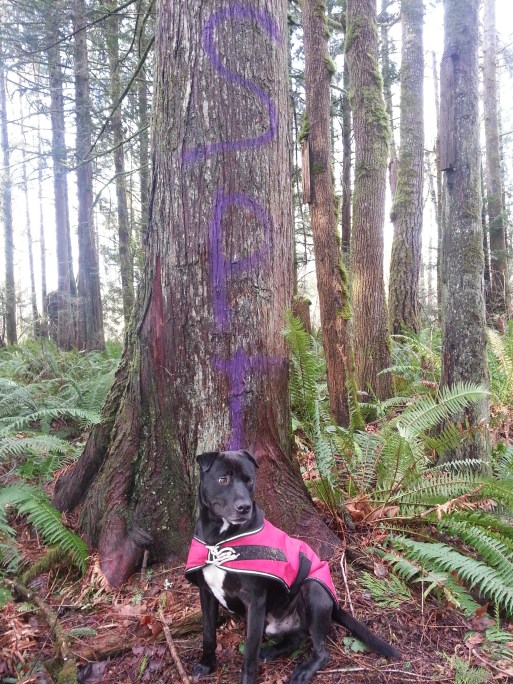 Rocky in Osptray park 1-16-2016 with vandalised trees