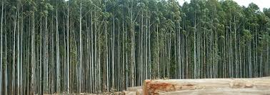 monocultrue-tree-farm