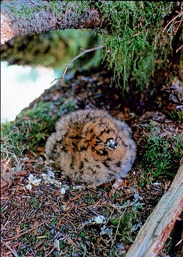 marbled-murrelet-chick
