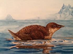 marbled-murrelet-painting