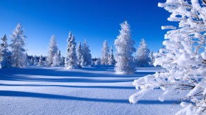 Happy New Year winter snow forest