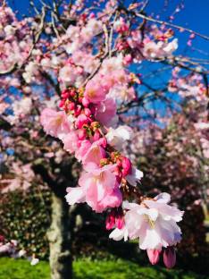 Cherry blossoms in spring 2018
